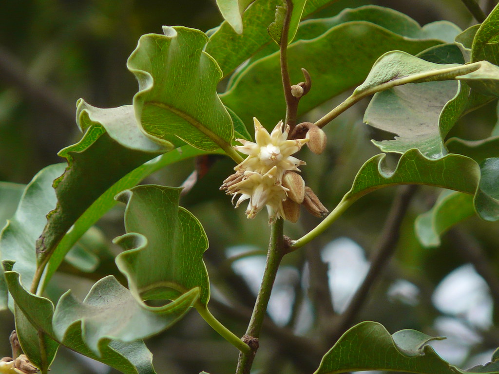 Превью  Бакула,
Гуава,
Пуннага,
Пипал